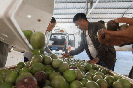 Li Nenglong is checking the quality of passion fruit