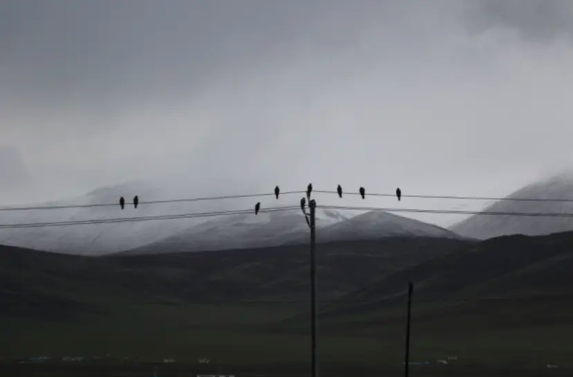 Grassland life and death