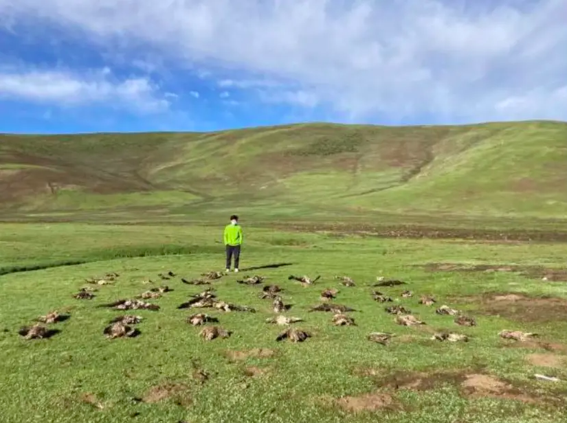 Grassland life and death