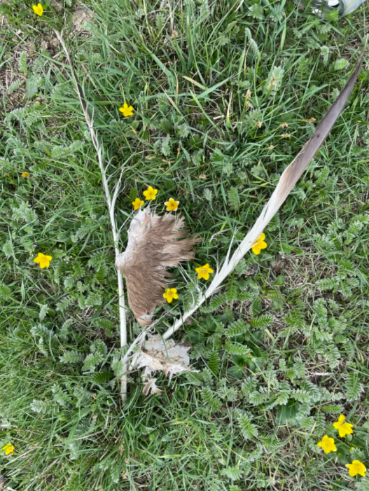 Grassland life and death