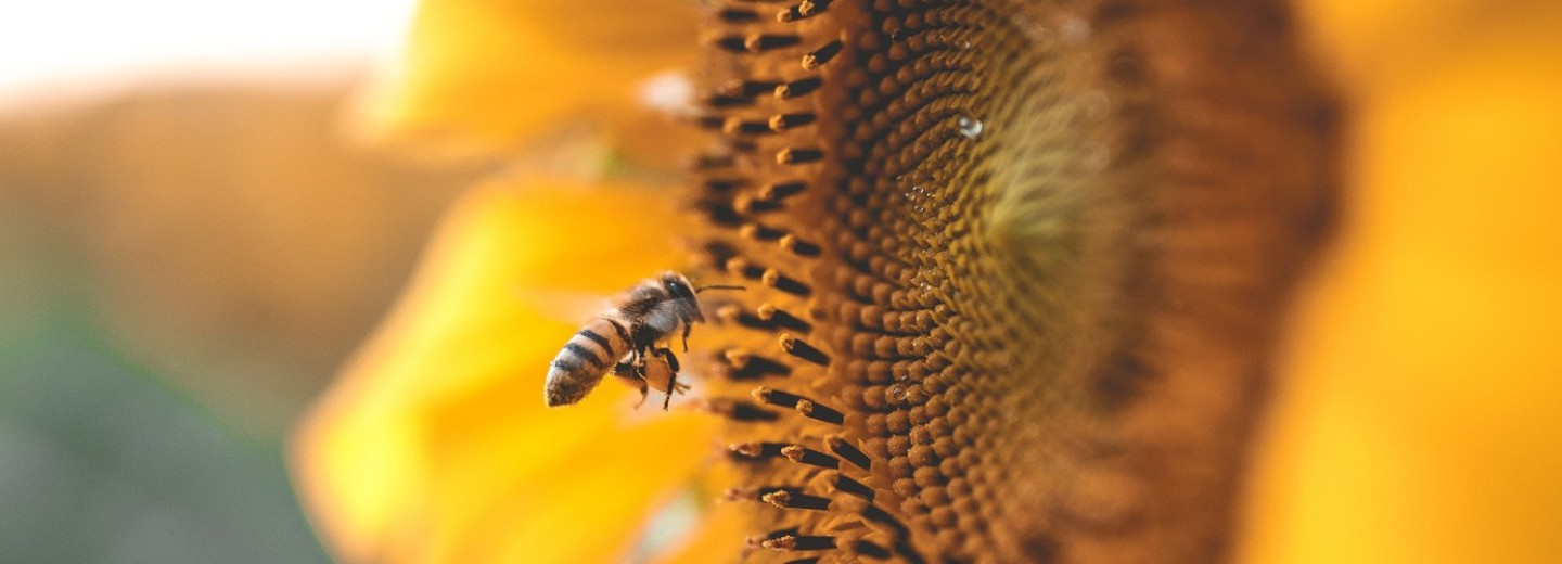 The worker bee