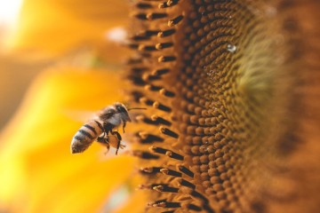 The worker bee